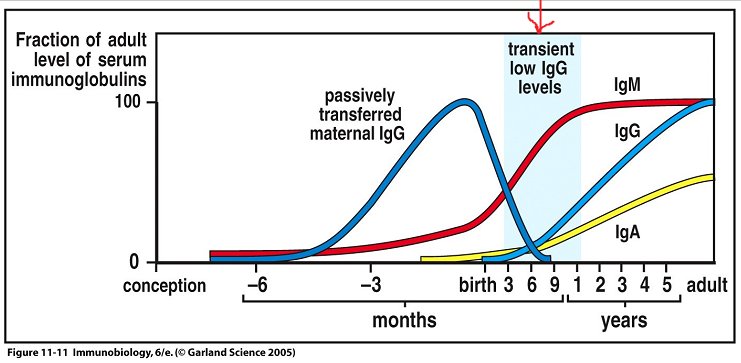 Graph of the progression of an infants antibody production