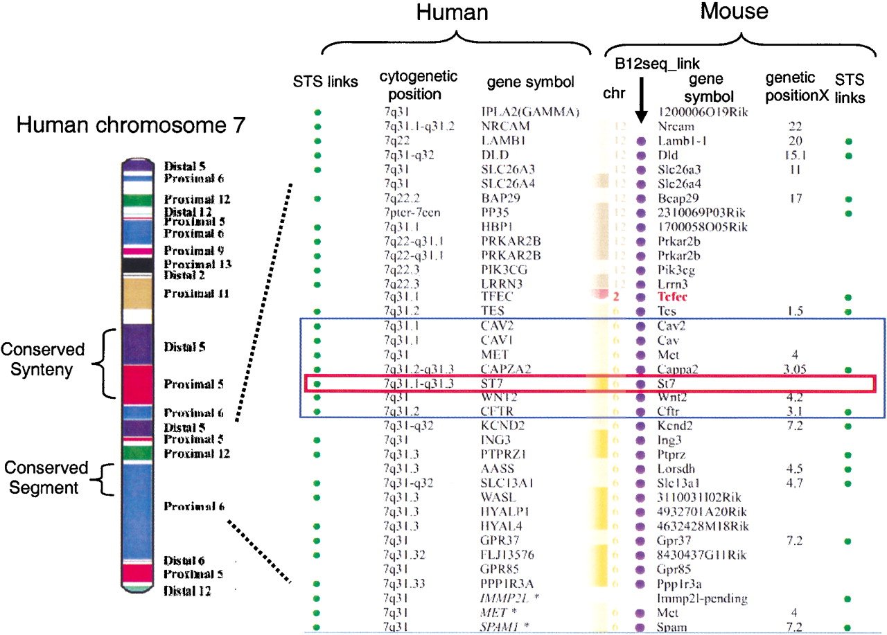 Human Mouse synteny, Human Chr 7